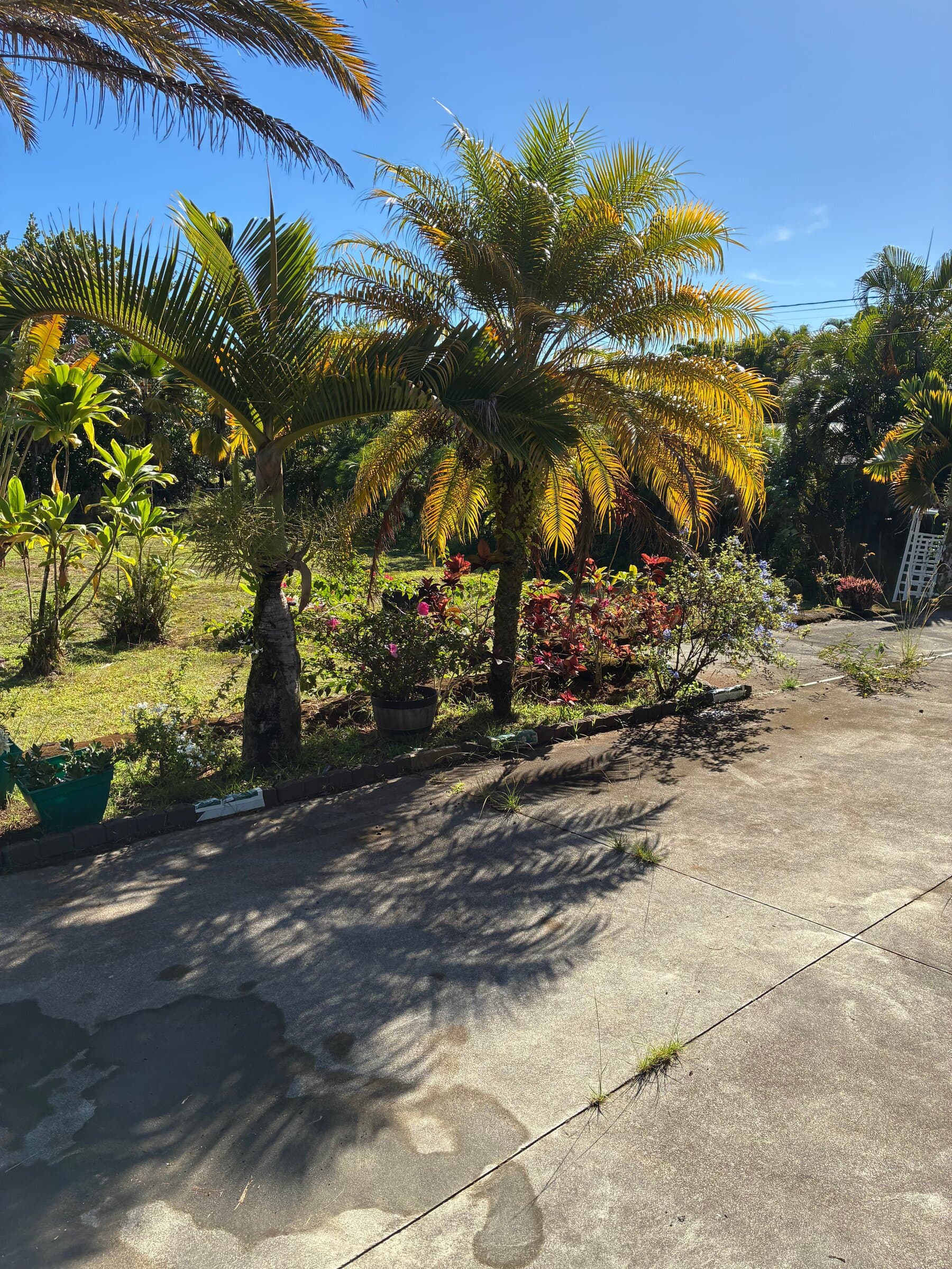 Cleared driveway and landscaped yard after a Hawaii Island Waste cleanout, palms and concrete drive visible